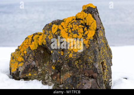 Il Lichen coperto rock; Half Moon Island; neve e ghiaccio coperto paesaggio Antartide Foto Stock
