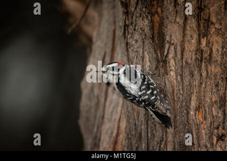 Maschio Picchio lanuginosa sul carrello ad albero. Foto Stock