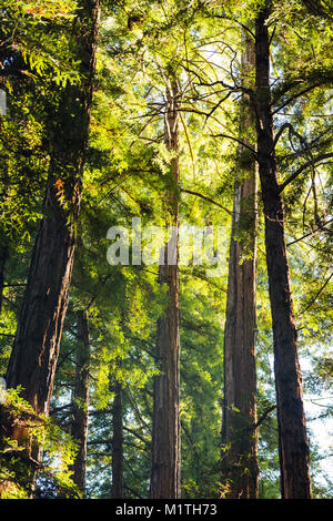 La mattina presto luce del sole che filtra attraverso una fitta foresta di Redwood in California Foto Stock