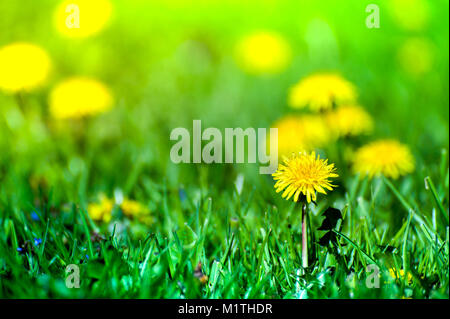 Macro shot di giallo luminoso tarassaco fiori nel verde prato in campagna a inizio estate intorno al solstizio d'estate. Le api sono in cerca di nettare Foto Stock