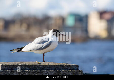 Macro shot di seagull in piedi sul corrimano con tousled piume su windy giornata invernale sulla torbida e sfondo blu. Gli uccelli sono in cerca di cibo Foto Stock