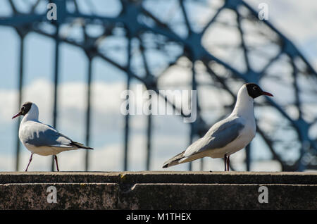 Macro shot di seagull in piedi sul corrimano con tousled piume su windy giornata invernale sulla torbida e sfondo blu. Gli uccelli sono in cerca di cibo Foto Stock