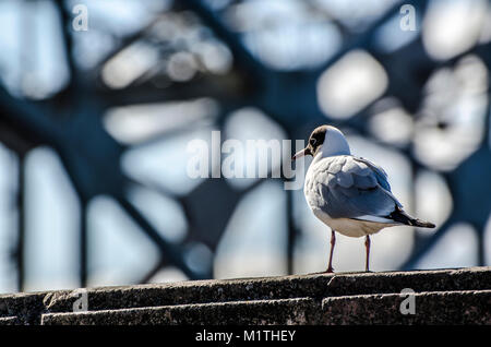 Macro shot di seagull in piedi sul corrimano con tousled piume su windy giornata invernale sulla torbida e sfondo blu. Gli uccelli sono in cerca di cibo Foto Stock