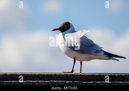 Macro shot di seagull in piedi sul corrimano con tousled piume su windy giornata invernale sulla torbida e sfondo blu. Gli uccelli sono in cerca di cibo Foto Stock