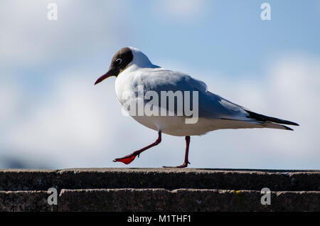 Macro shot di seagull in piedi sul corrimano con tousled piume su windy giornata invernale sulla torbida e sfondo blu. Gli uccelli sono in cerca di cibo Foto Stock