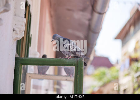 Piccioni seduta sulla finestra in attesa di cibo. Gli uccelli avente una conversazione. Fauna urbana Foto Stock