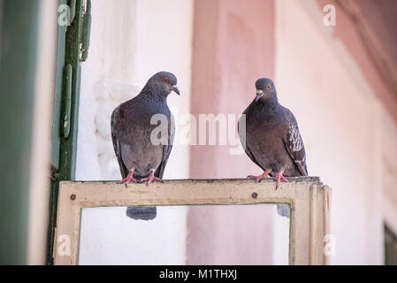 Piccioni seduta sulla finestra in attesa di cibo. Gli uccelli avente una conversazione. Fauna urbana Foto Stock