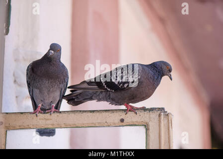 Piccioni seduta sulla finestra in attesa di cibo. Gli uccelli avente una conversazione. Fauna urbana Foto Stock