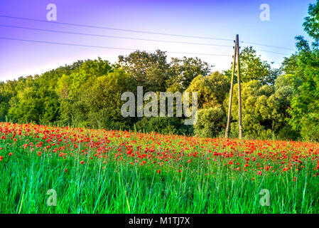 Estate scena di elettricità in legno pole, linee di alimentazione e papavero rosso fiorisce in un colorato astratto e vivace campo di fiore, un prato pieno di fioritura Foto Stock