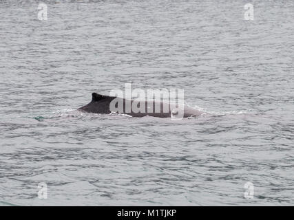 Humpback Whale nel Aialik Bay in Alaska. Foto Stock