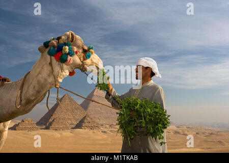 L'Egitto, al Cairo. Piramidi di Giza o Giza. L'uomo, cammello alimentazione driver cammello nel deserto vicino a piramidi. Unesco World Heritage Site. Foto Stock