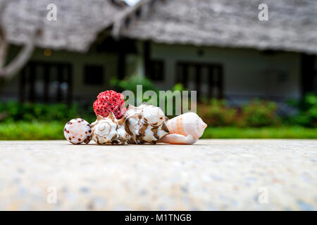 Conchiglie di mare di fronte hotel tropicale Foto Stock