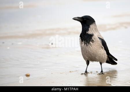 Cornacchia Mantellata nel selvaggio Foto Stock