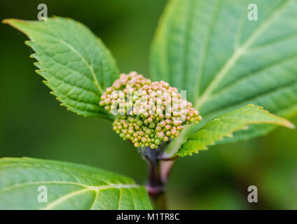 Una macro shot dei boccioli di fiori formando su un lacecap hydrangea bush. Foto Stock