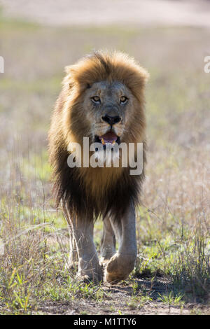 Vista di testa di un maschio adulto lion (Panthera leo) con un grande nero mane a piedi Foto Stock