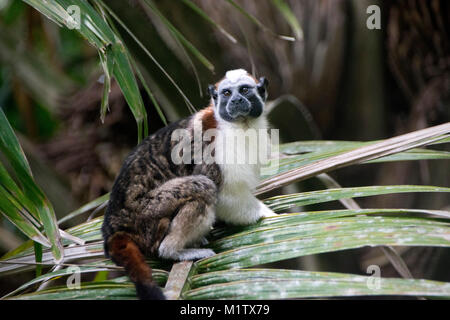 Geoffroy's Tamarin scimmia in Monkey Island, il Lago di Gatun, Panama. Foto Stock