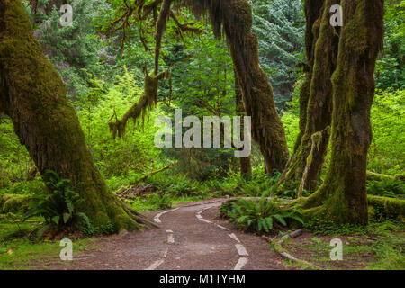 Un sentiero attraverso la foresta pluviale Hoh nel Parco Nazionale di Olympic, Washington, Stati Uniti d'America Foto Stock