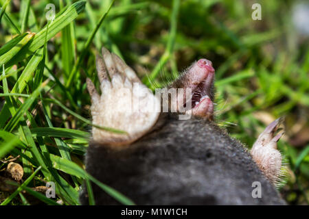 Mole morto giacente su erba, close-up; Vendsyssel, Danimarca Foto Stock