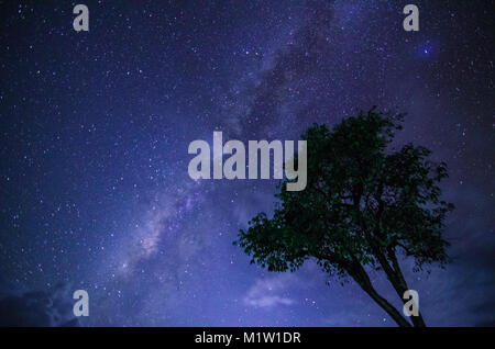 Via Lattea con sola vecchio albero sulla collina. Colorato paesaggio notturno con via lattea sky con stelle e colline in estate. Sfondo spazio. Foto Stock