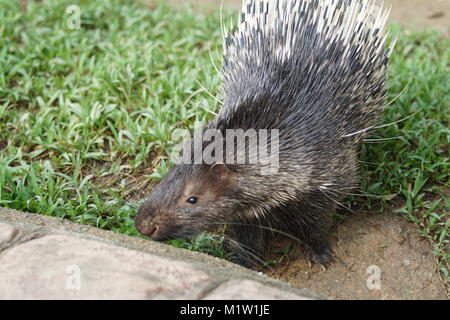 Ritratto di carino istrice. Il porcospino: la malese o Himalayan porcupine (Hystrix brachyura) è una specie di roditore nella famiglia Hystricidae. Foto Stock