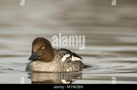 Goldeneye, Bucephala clangula, la mattina presto in inverno, su di un lago calmo, allevamento piumaggio. Foto Stock