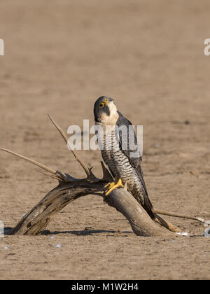 Falco pellegrino (Falco peregrinus) arroccato su un ceppo al piccolo rann di kutch Foto Stock