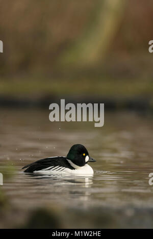 Goldeneye, Bucephala clangula, la mattina presto in inverno, su di un lago calmo, allevamento piumaggio. Foto Stock