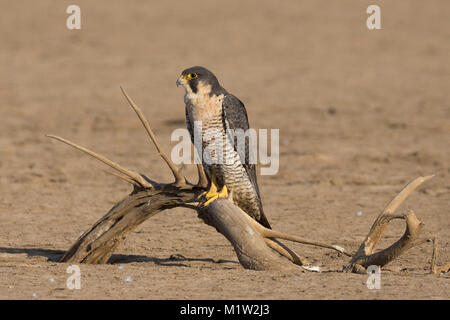 Falco pellegrino (Falco peregrinus) arroccato su un ceppo al piccolo rann di kutch Foto Stock