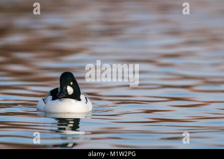 Goldeneye, Bucephala clangula, la mattina presto in inverno, su di un lago calmo, allevamento piumaggio. Foto Stock