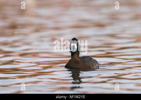 Maggiore scaup, Aythya marila, femmina piumaggio di allevamento, tardo inverno Foto Stock