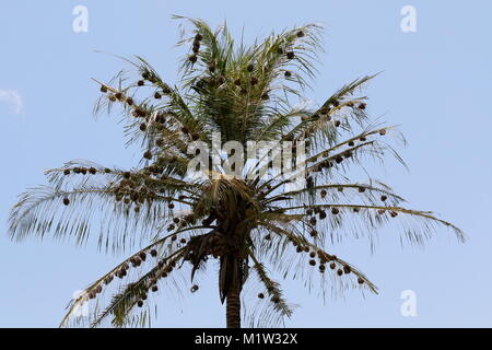 Nidi di uccelli tessitore in un albero di palma Foto Stock