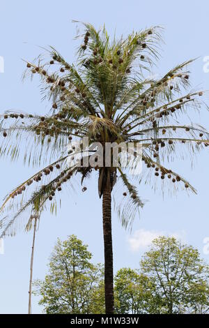 Nidi di uccelli tessitore in un albero di palma Foto Stock