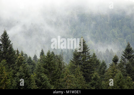 Foreste di montagna nella nebbia stagione autunnale Foto Stock