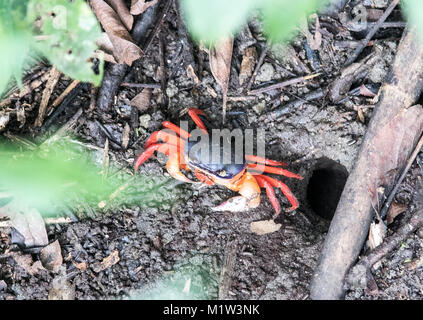 Il rosso della terra Crab Parque National Manuel Antoino costa del Pacifico Centrale Costa Rica Foto Stock