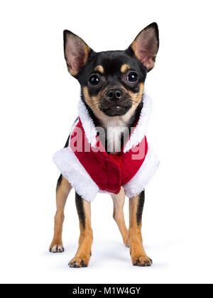 Nero cane chiwawa diritte in piedi nella parte anteriore della fotocamera con cute camicia di Natale isolato su sfondo bianco Foto Stock