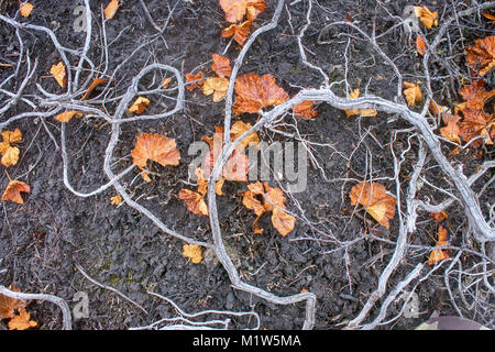 Le piante morte, la deforestazione. In materia di inquinamento atmosferico e gli incendi nella foresta-tundra crowberry morì (incastro gambi secchi), la perturbazione degli habitat, impoverire Foto Stock