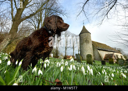 Brown spaniel in bucaneve a Southease chiesa sulla South Downs Way Foto Stock