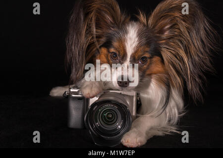 Bello cane Continental Toy Spaniel Papillon con fotocamera su sfondo nero Foto Stock