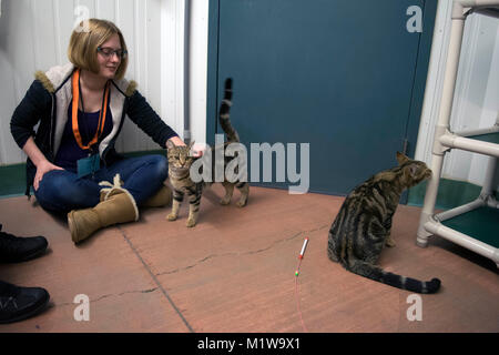 Un volontario con il Yolo County Animal Shelter aiuta a socializzare i gatti fino per l'adozione. Foto Stock