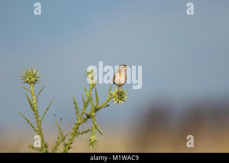 Rufous-tailed Scrub Robin (Cercotrichas galactotes), Muscicapidae Foto Stock