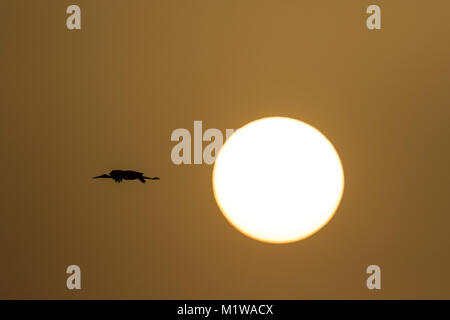 Cicogna Nera (Ciconia nigra) battenti di fronte alla nuova portata sun Foto Stock