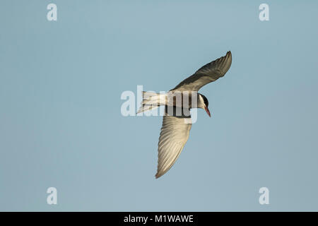 Mignattino piombato in fligth, può (Chlidonias hybrida), Foto Stock