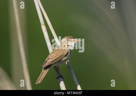 Eastern Olivaceous trillo (Hippolais pallida) cantare Foto Stock