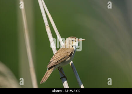 Eastern Olivaceous trillo (Hippolais pallida) Foto Stock