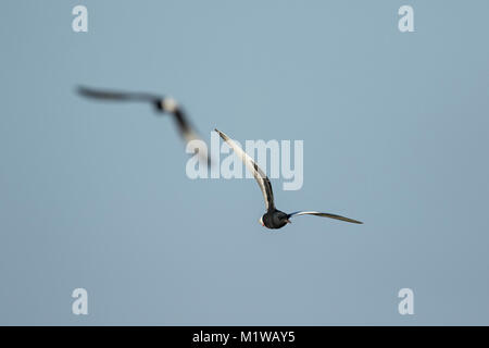 Bianco-winged Tern (Chlidonias leucopterus) in fligth possono, Foto Stock