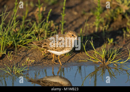 Di Temminck stint (Calidris temminckii), Scolopacidae Foto Stock