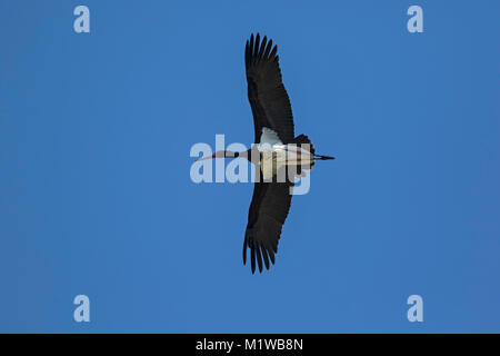 Adulto di cicogna nera (Ciconia nigra) Foto Stock