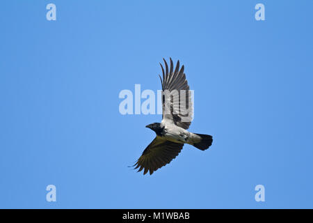 Cornacchia Mantellata (Corvus corone cornix), (Corvidae), Foto Stock