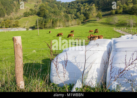 Avvolte in plastica rotonda di balle di insilato in campo e le mucche al pascolo, Nuarbe, Gipuzkoa, Paesi Baschi Foto Stock