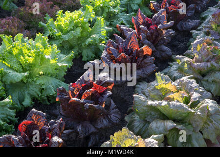 Un orto biologico con coltivazione di lattuga In file da sinistra a destra - Red Iceberg - Nymans - Lettony - Inghilterra assegnazione UK Foto Stock